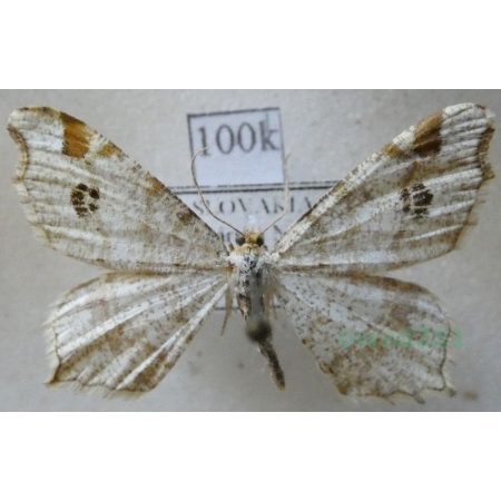 Macaria notata (Linnaeus, 1758) Witalnik dębiak Slovakia100k